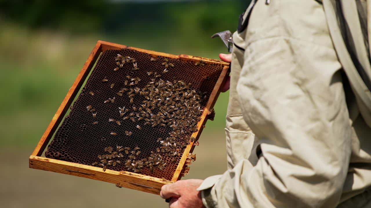 Male beekeeper holding a frame with some bees on it. Man touches honey insects with bare hands. Blurred background.