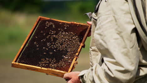 male beekeeper holding a frame with some bees on it. man touches honey insects with bare hands. blurred background.
