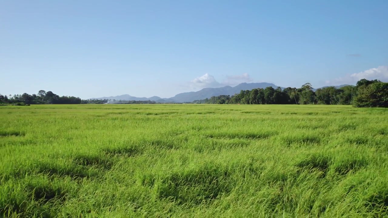 Immersive drone footage travels low across a vast green rice farm surrounded by tropical vegetation and distant mountains.