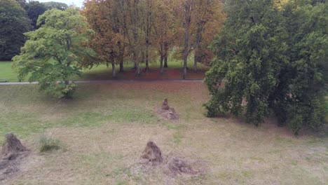 jogger corriendo solo en el sendero del parque durante el otoño - disparo de drone descendente