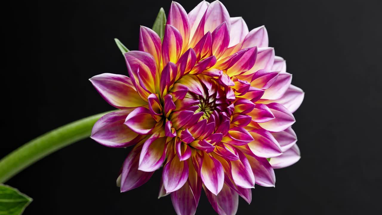 Video ravvicinato di un vivace bocciolo di fiore su uno sfondo scuro, ripreso da un angolo laterale