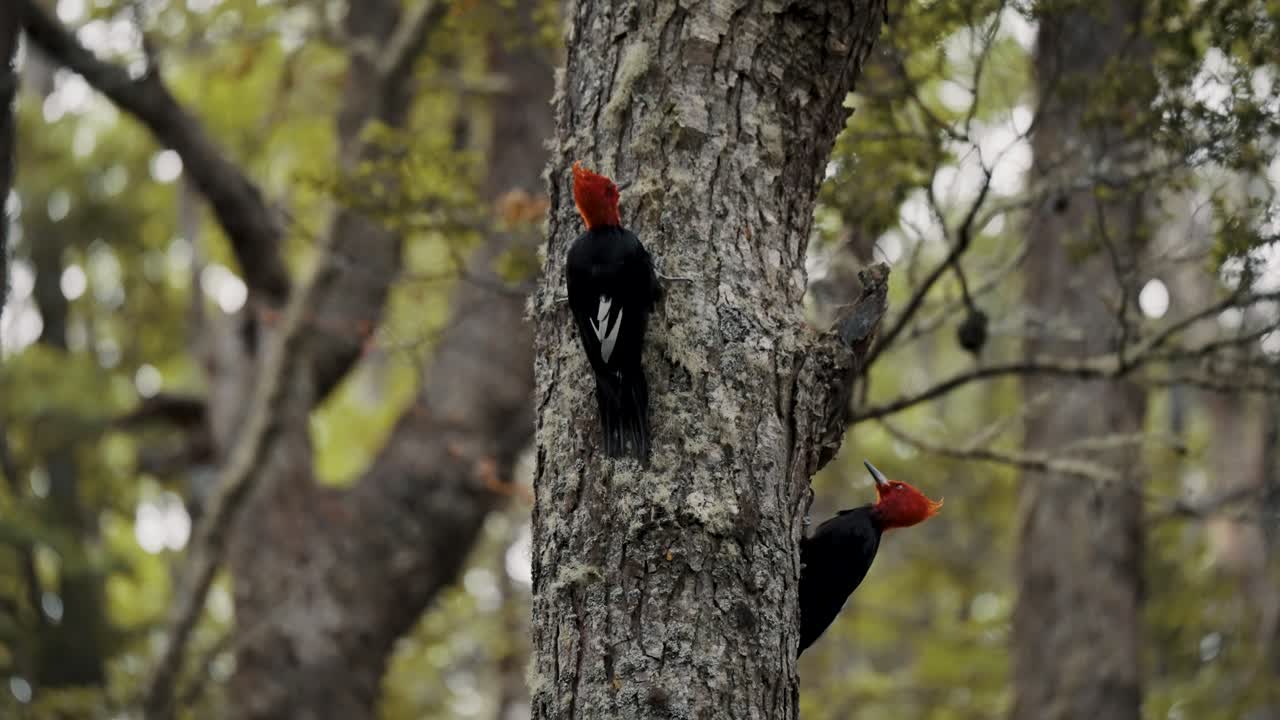 pájaros pájaros carpinteros de magallanes en el bosque de tierra del fuego, argentina - de cerca