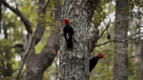 Magellanic-Woodpecker-Birds-In-The-Forest-In-Tierra-del-Fuego,-Argentina---Close-Up