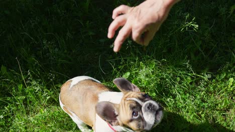 play time with tiny breeded french bulldog on lawn meadow pov