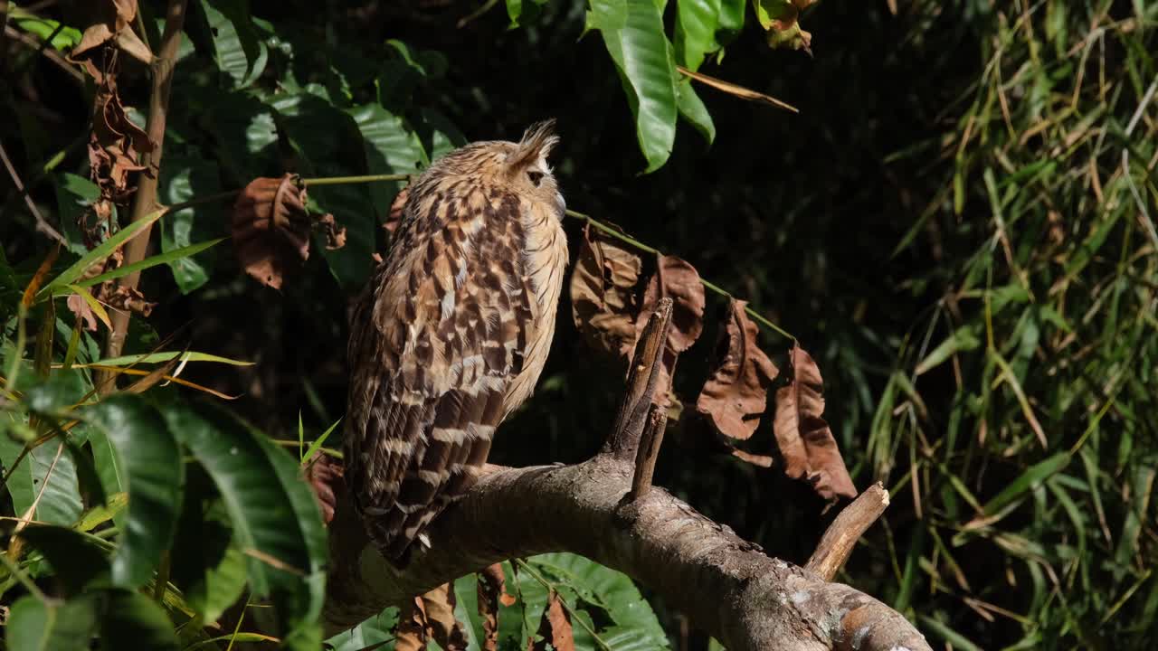 좌우로 바라보며 머리를 돌려 정글의 깊은 곳으로 향하는 어리 부이 케투파 케투푸 (태국)