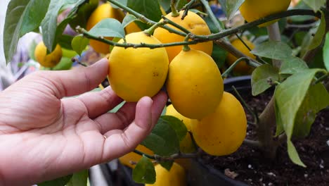 a hand picking lemons from a lemon tree