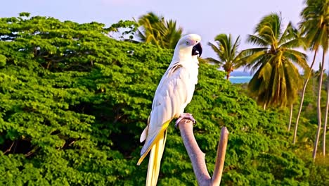 white cockatoo parrot in tropical setting