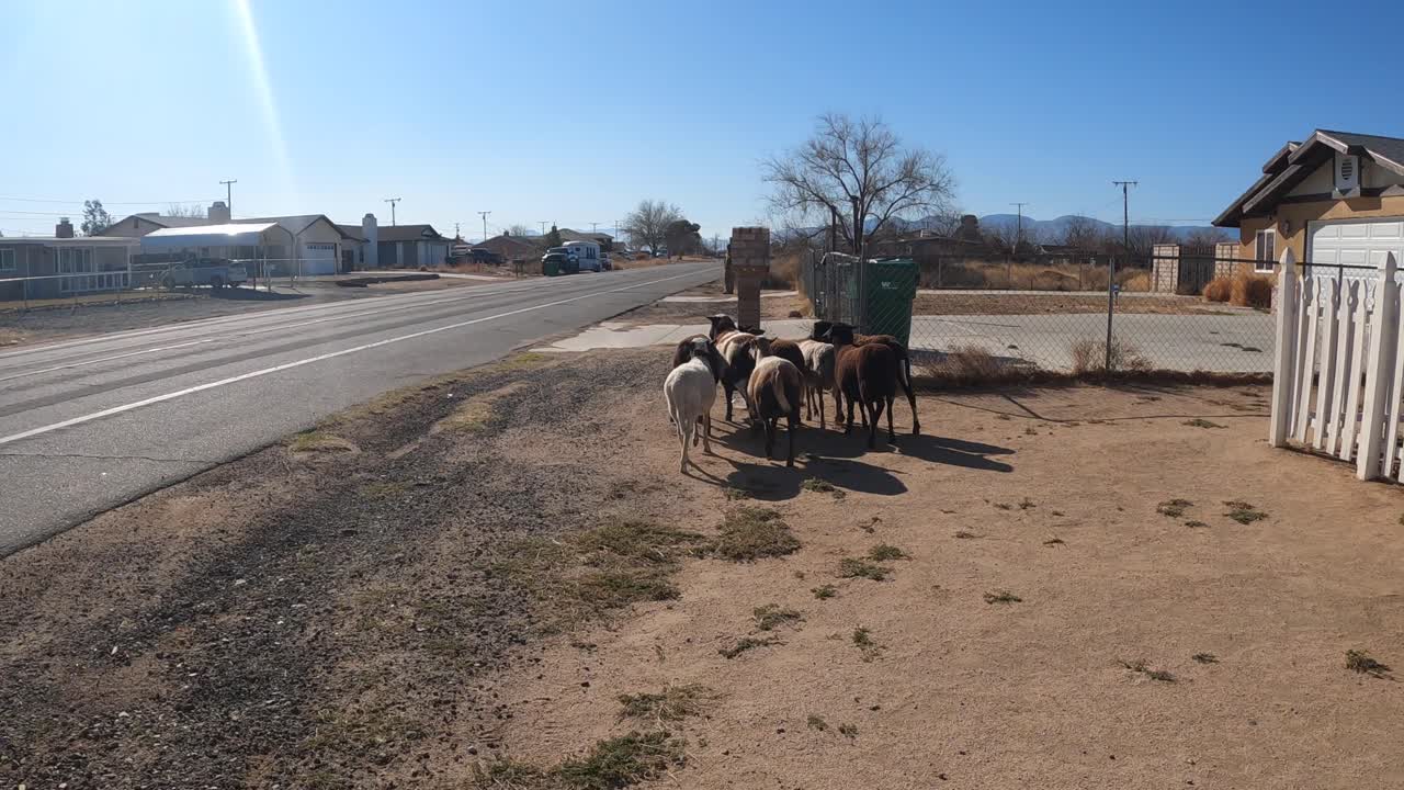 guiar a un grupo de ovejas de regreso a su rebaño en una comunidad rural - punto de vista del pastor