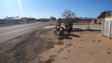 guiar a un grupo de ovejas de regreso a su rebaño en una comunidad rural - punto de vista del pastor