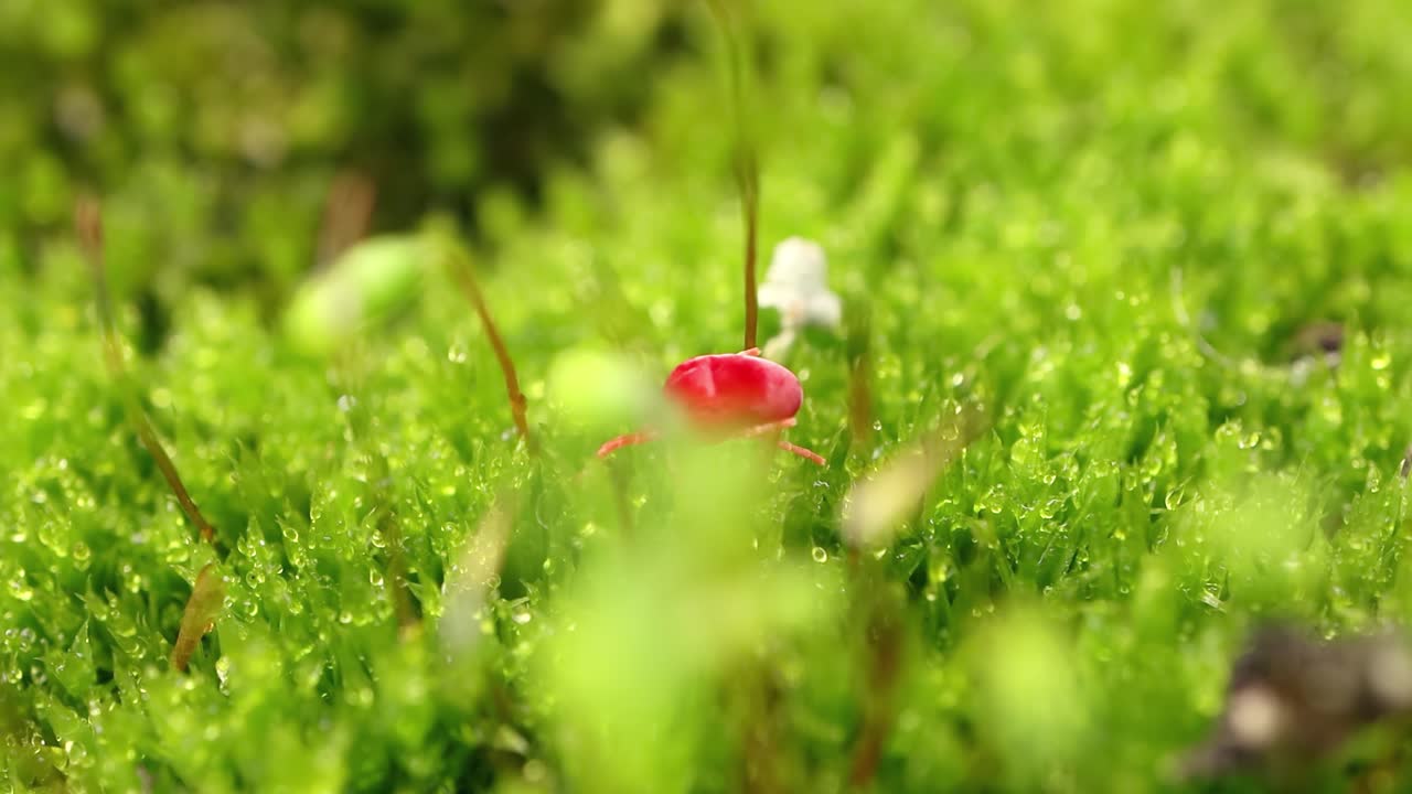 ⁇ 은 벨 ⁇  진드기 (red velvet mites, true velvet mites, rain bugs) 라고 불리는 트롬비디데 (trombidiidae) 는 밝은  ⁇ 은 색으로 알려진 토양 쓰레기에서 발견되는 거미류입니다.