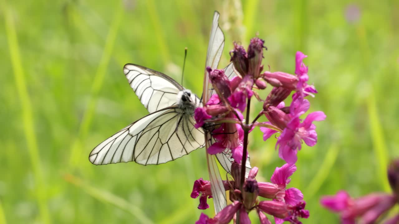 Accoppiamento di farfalle. La farfalla Aporia crataegi, nota come cavolaia del biancospino, è una grande farfalla della famiglia delle Pieridae