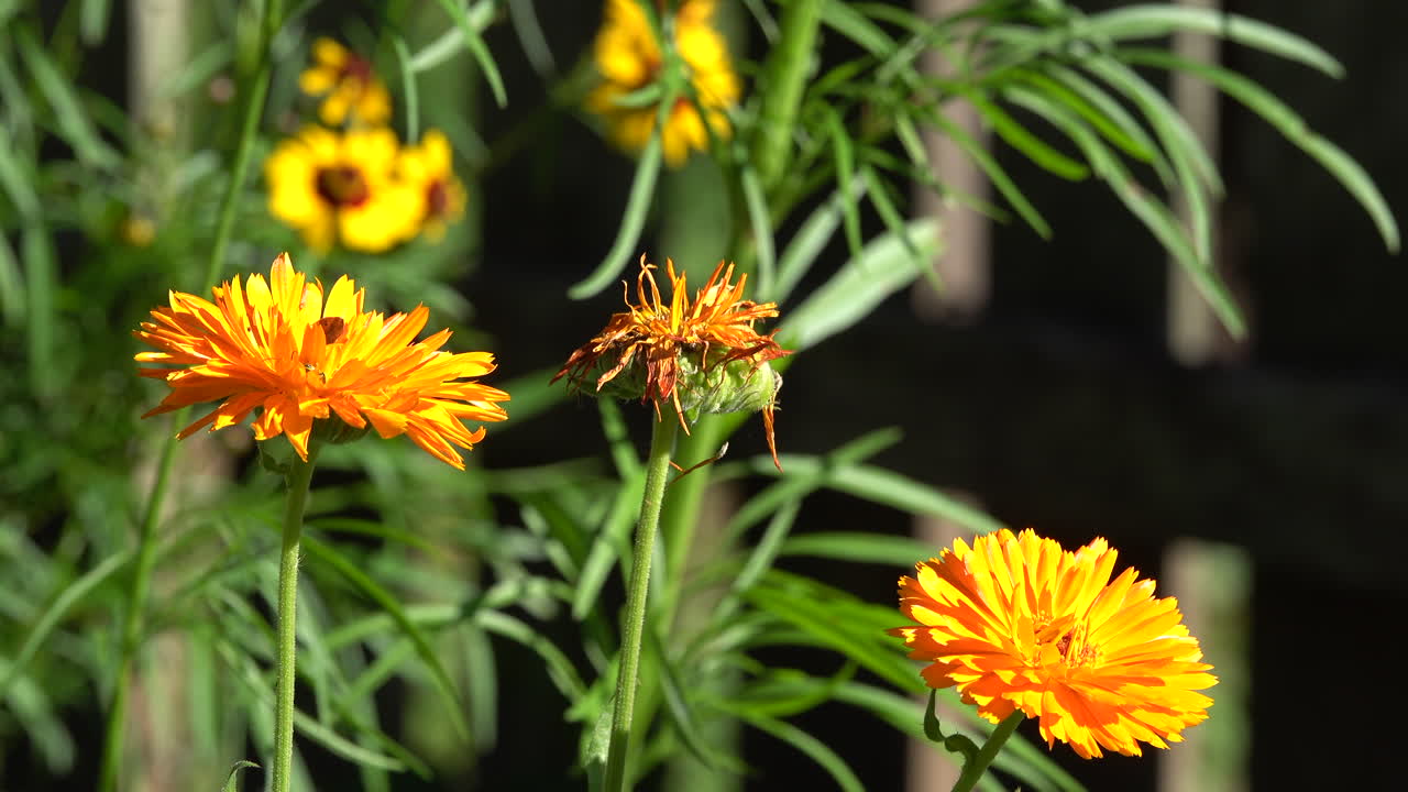 Wild flowers in a country garden