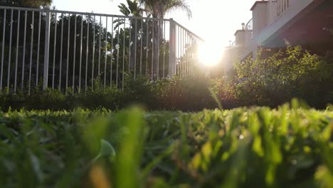 grass in yard of home establishing