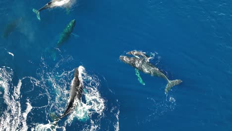 una impresionante muestra de alegría y júbilo cuando una manada de ballenas dio la bienvenida a un ternero recién nacido en maui