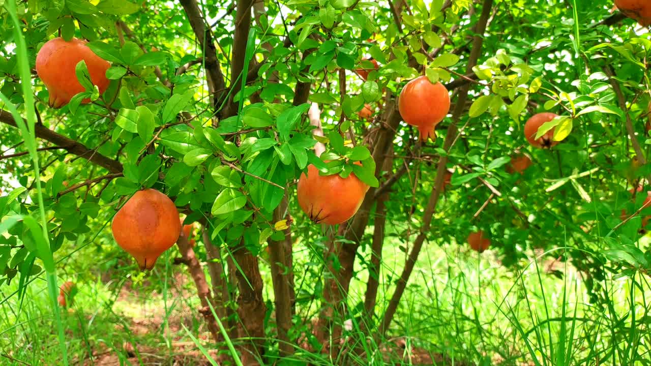 Fruits de grenade mûrs poussant sur l'arbre. Fruit de grenade. Fruit de grenade sur l'arbre bougeant avec le vent