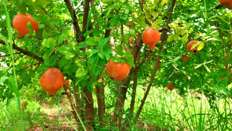 frutos maduros de granada que crecen en el árbol, frutos de granada, frutas de granada en el árbol que se mueven con el viento.