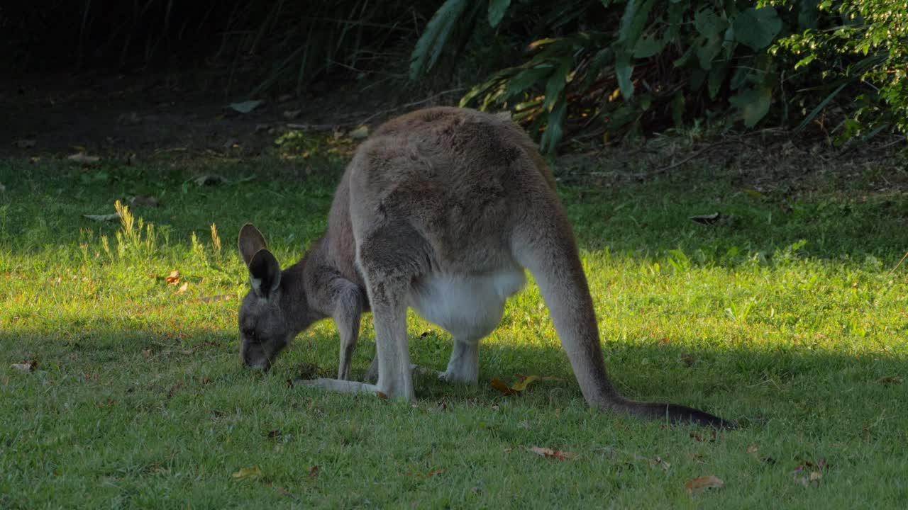 canguro gris oriental con joey en bolsa alimentando hierba en el interior de australia - santuario de canguros - plano completo