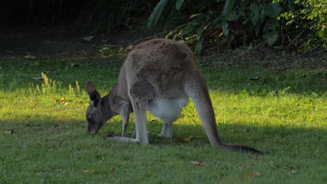 Canguro-Gris-Oriental-Con-Joey-En-Bolsa-Alimentando-Hierba-En-El-Interior-De-Australia---Santuario-De-Canguros---Plano-Completo