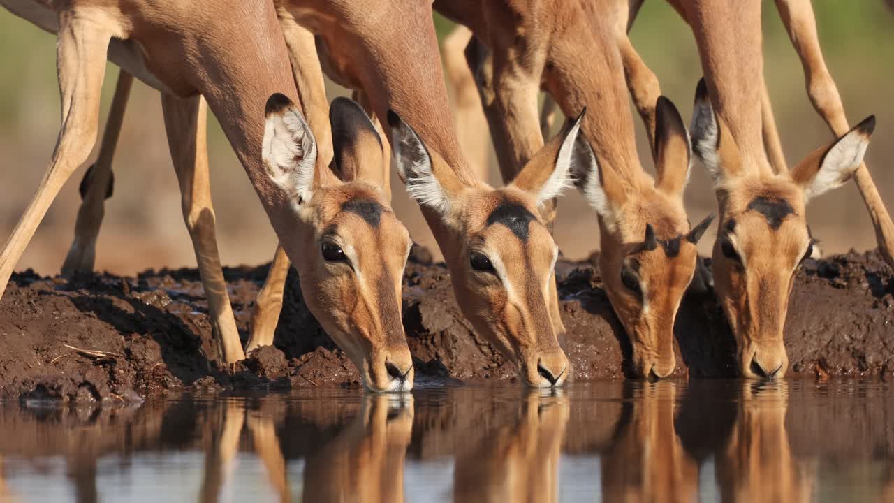 Medium closeup of a herd of impala antelopes drinking at a waterhole in front of an underground hide in Mashatu Game Reserve, Botswana