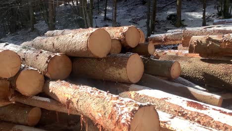 rows of piled of logs waiting to be transported in the woods