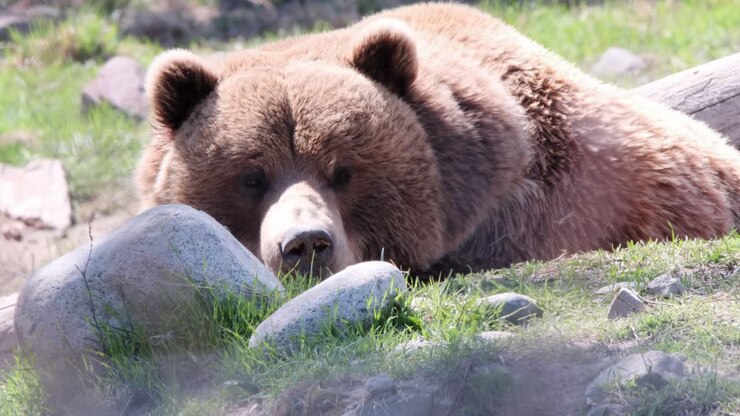 Teddy bear Grizzly relaxes for mid-day nap in warm green meadow