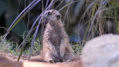 a cute and adorable meerkat sitting and wandering behind the bush - close up shot