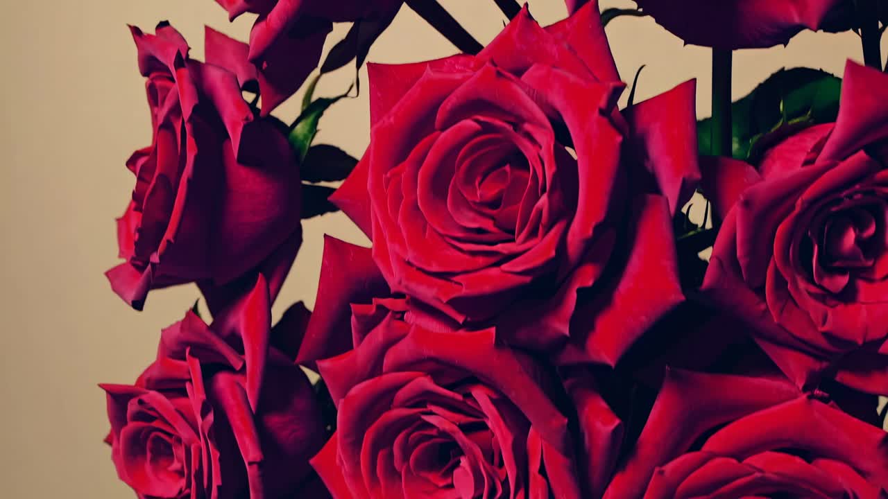 The video captures vibrant red roses in a close-up, highlighting their rich texture and color