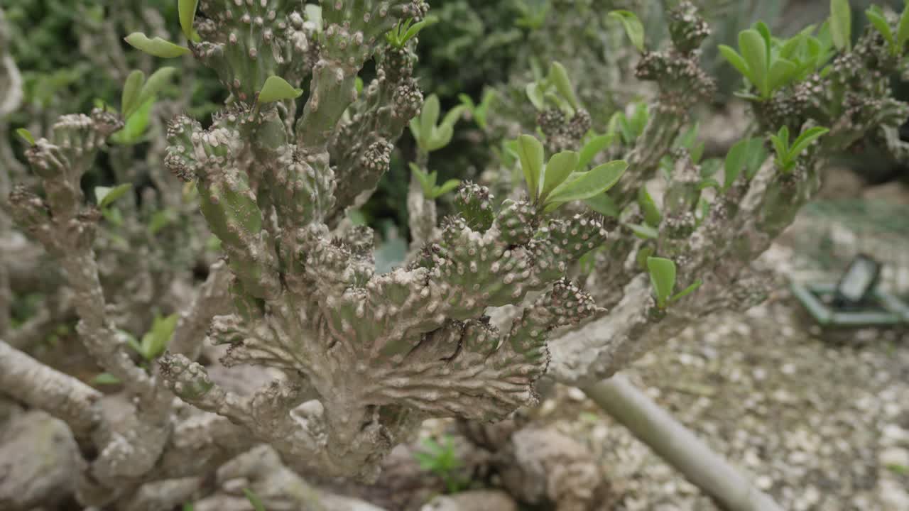 Crested Elkhorn (Euphorbia Lactea). Exotic Coral Cactus That Thrives In Dry Soil And Direct Sunlight.