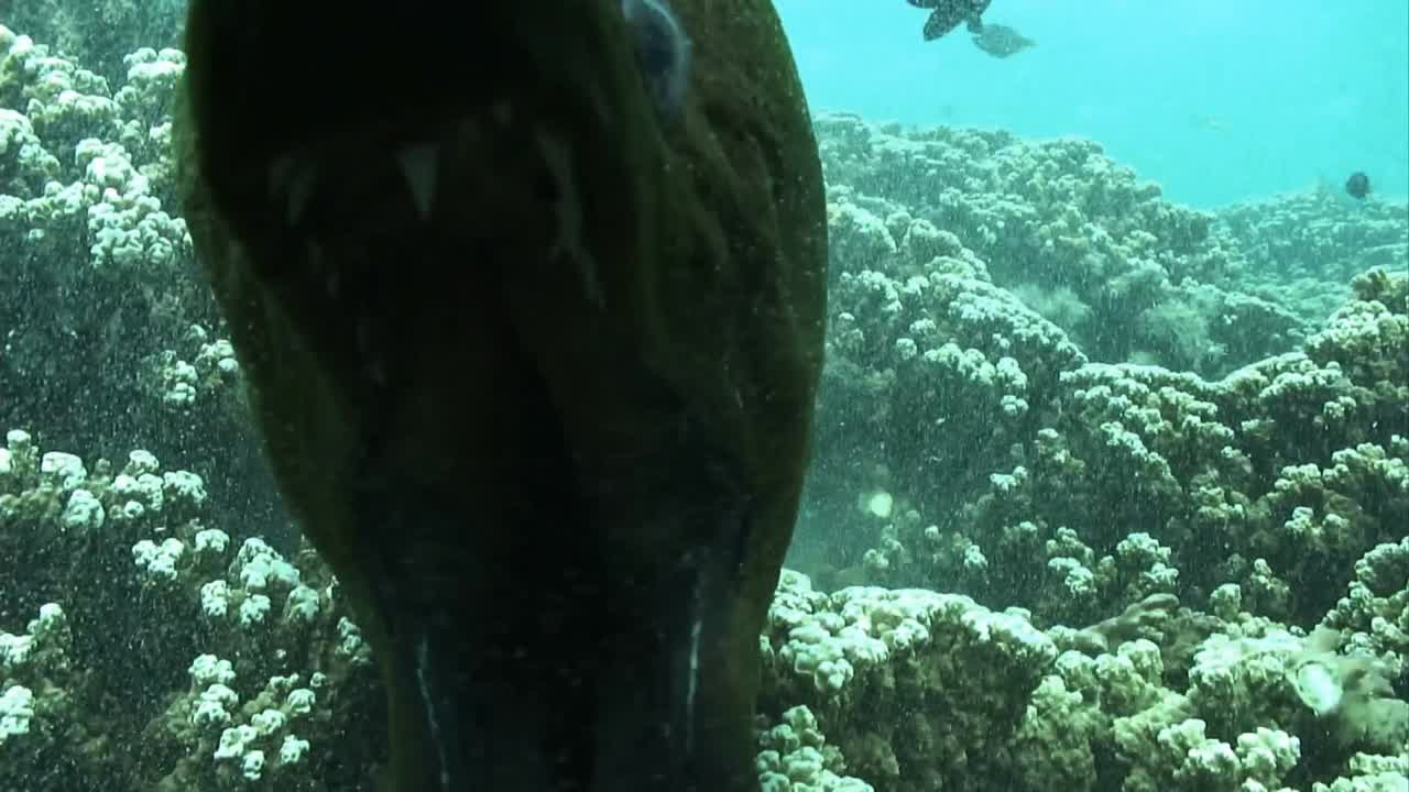 imágenes de poblaciones bajo el agua