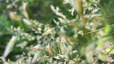 Close-up-of-fescue-grass-seeds-waving-in-wind,-selective-focus