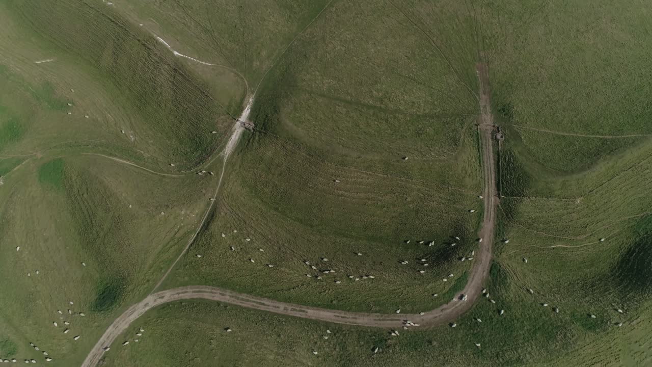 Aerial View of Sheep Grazing in a Green Pasture