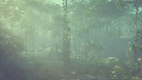paisaje forestal de niebla