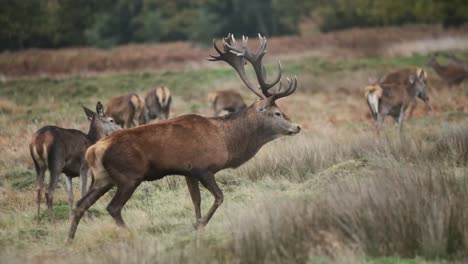 Red-deer-antler-stag-profile-walking-slow-motion