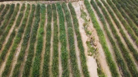 Drone-shots-of-a-pineapple-plantation-near-Rawang-in-Malaysia,-UHD-3