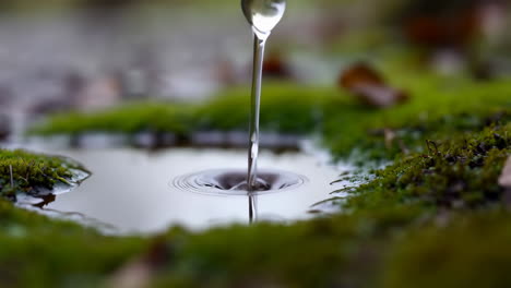 ripples in a mossy puddle