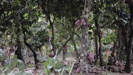 Vista-Abierta-De-Un-Bosque-Con-Varias-Plantaciones-De-Cacao