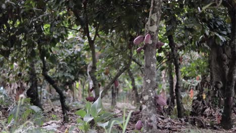 open view of a forest with several cocoa plantations