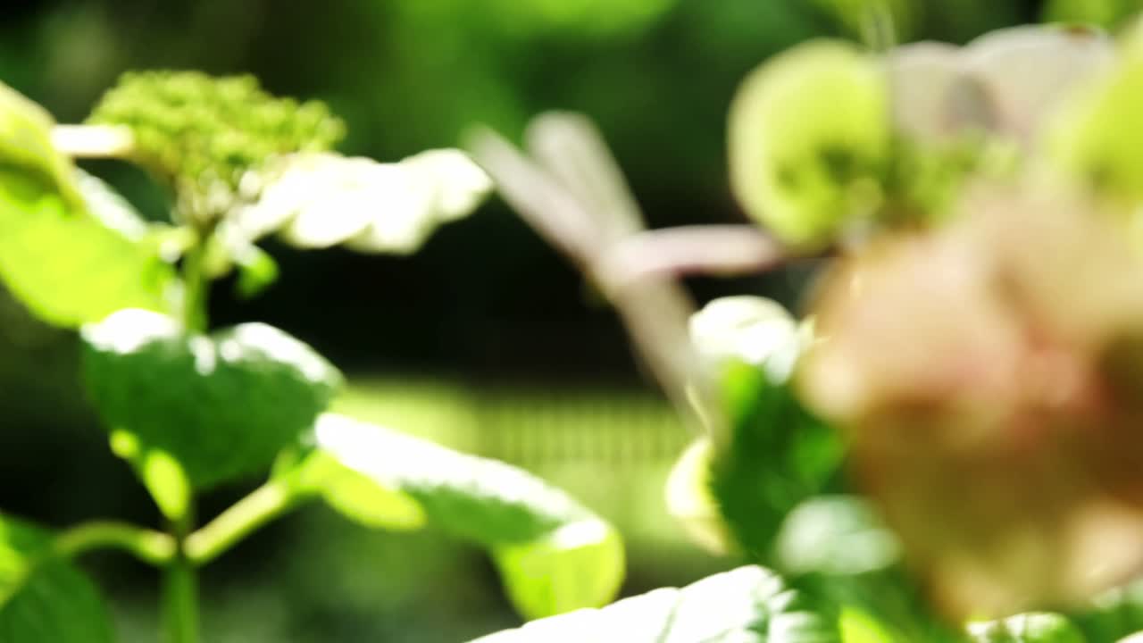 정원 에 있는 꽃 의 클로즈업