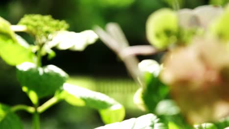 primer plano de una flor en el jardín