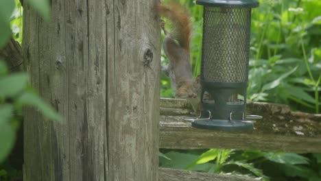 an american red squirrel hanging upside down, feeding from a bird feeder