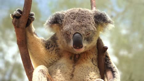 Sleepy-adult-koala,-phascolarctos-cinereus-sitting-at-the-fork-of-the-tree,-enjoying-the-tropical-sunshine-and-dozing-off-for-an-afternoon-nap,-close-up-shot-of-a-native-Australian-arboreal-species