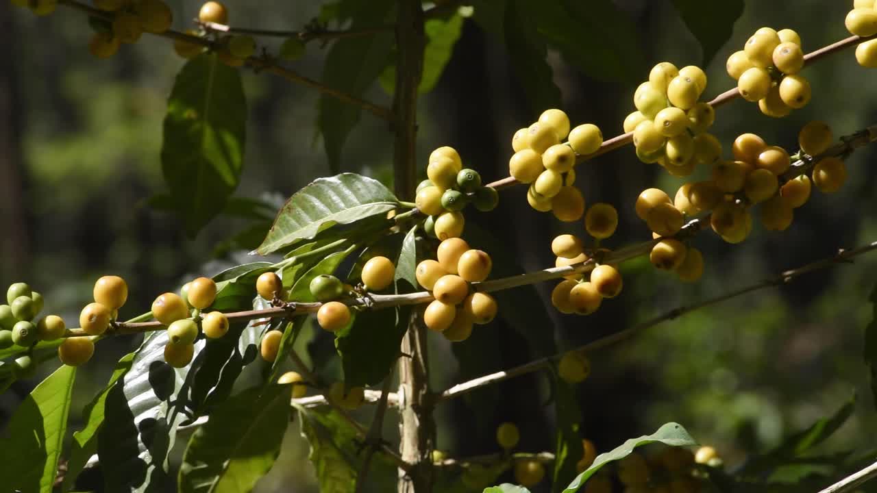 las plantas de café casi listas para ser cosechadas en guatemala