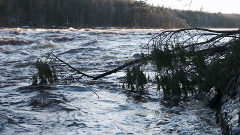 fallen pine tree partially submerged in the rising spring floodwaters