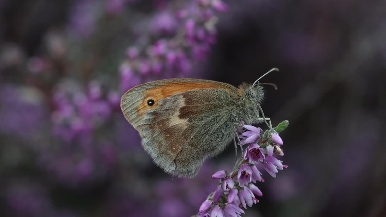 Una farfalla Coenonympha pamphilus (Small Heath) posata su fiori di erica a fine estate. Regno Unito