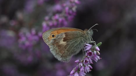 A Small Heath Butterfly, Coenonympha pamphilus, perched on heather flowers in late Summer. UK