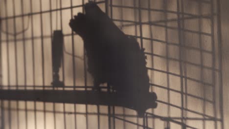 shadow on a wall of a moving african grey in a cage