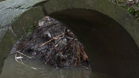 Rata-Sucia-Alimentándose-De-Basura-Dentro-Del-Canal-Con-Agua-Contaminada