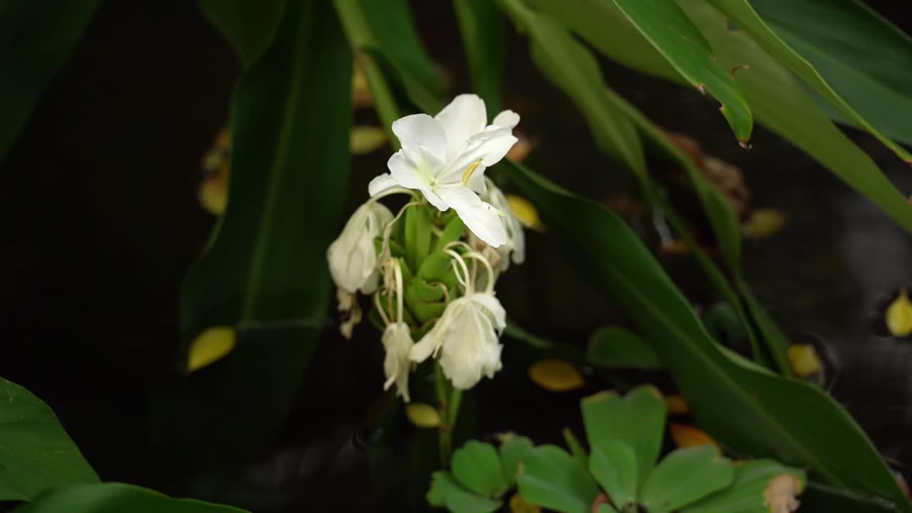 A Close-up of a White Flower by the Pond