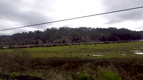 Conduciendo-Por-Un-Hermoso-Pasto-Verde-Con-Vacas-En-él