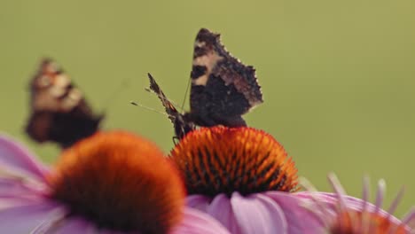 three butterflies pollinating purple coneflowers - macro